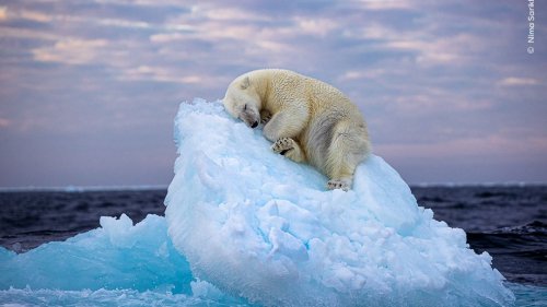 La photo d'un ours polaire endormi symbole du défi de la lutte contre le réchauffement climatique
