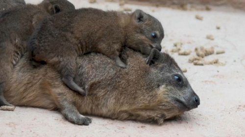 Video. Tiny trio of rock hyrax pups born at Chester Zoo