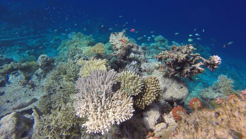 What happens when coral gets hot? Scientists capture bleaching process for first time