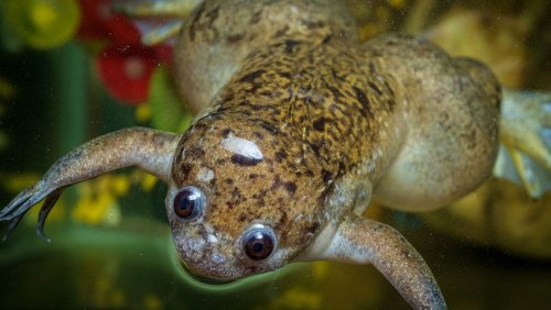 Scientists regrow frogs’ amputated limbs in massive leap for regenerative medicine