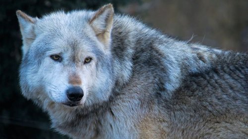Wolves, bears and bison: 50 species make ‘spectacular’ comeback in Europe