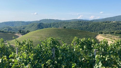 The Next Generation: Why Slovenian wine is the one to watch for 2022 and beyond