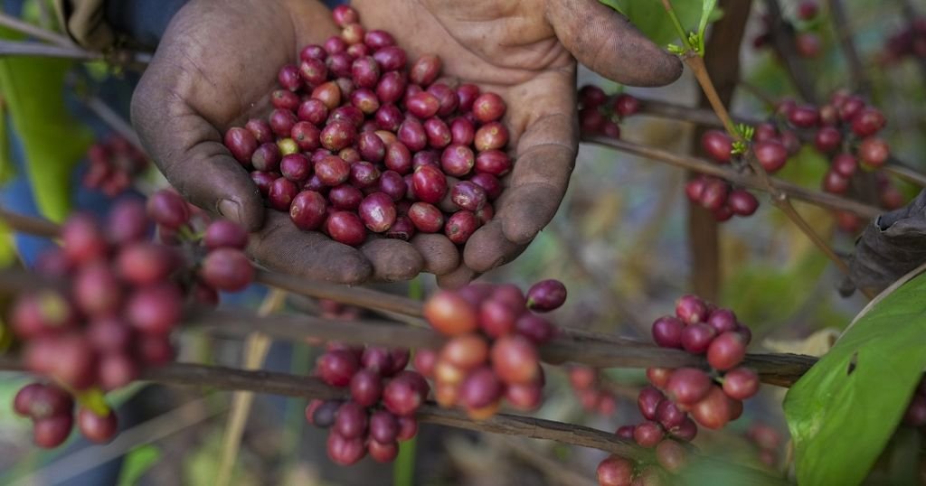 Soudan du Sud : la culture du café pour relancer l’économie