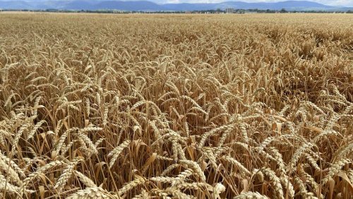 Crisi del grano - cover