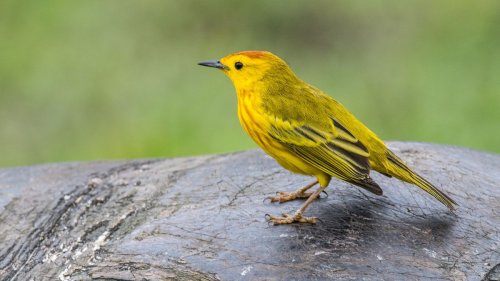 Rowdy im Paradies: Verkehrslärm verändert das Verhalten der Vögel auf den Galápagos-Inseln