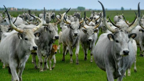 "Horrorszenario" für Landwirte: So bereitet sich Deutschland auf die Maul- und Klauenseuche vor