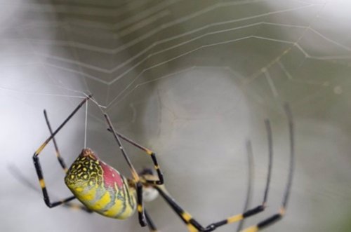 Se descubre un mecanismo clave para la resistencia de la seda de araña