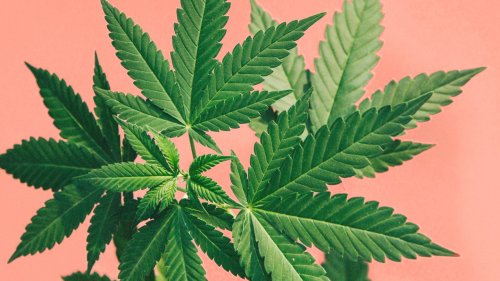 Interesting Facts about Marijuana You Might Not Know