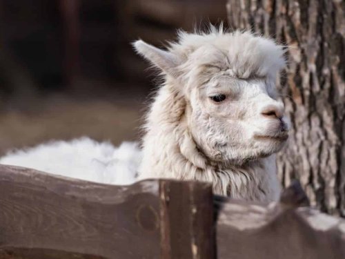 10 Alpaca Facts: Beyond the Adorable Fluff