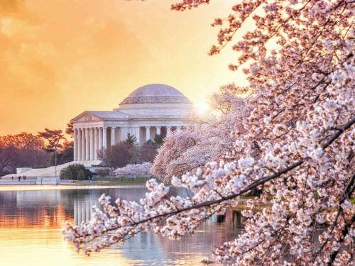 11 Fantastic Spots for Viewing DC Cherry Blossoms