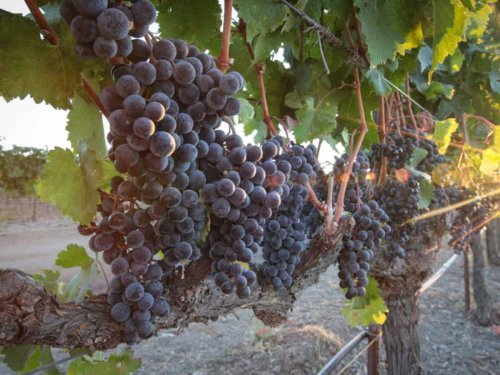 Livermore Wine Tasting: Best Wineries to Visit