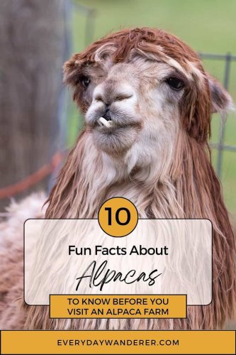 10 Alpaca Facts: Beyond the Adorable Fluff