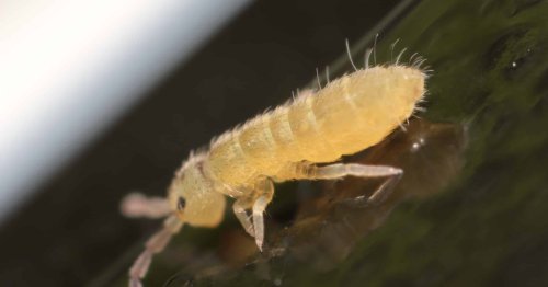Springtails: Wingless Arthropods that Can Fly