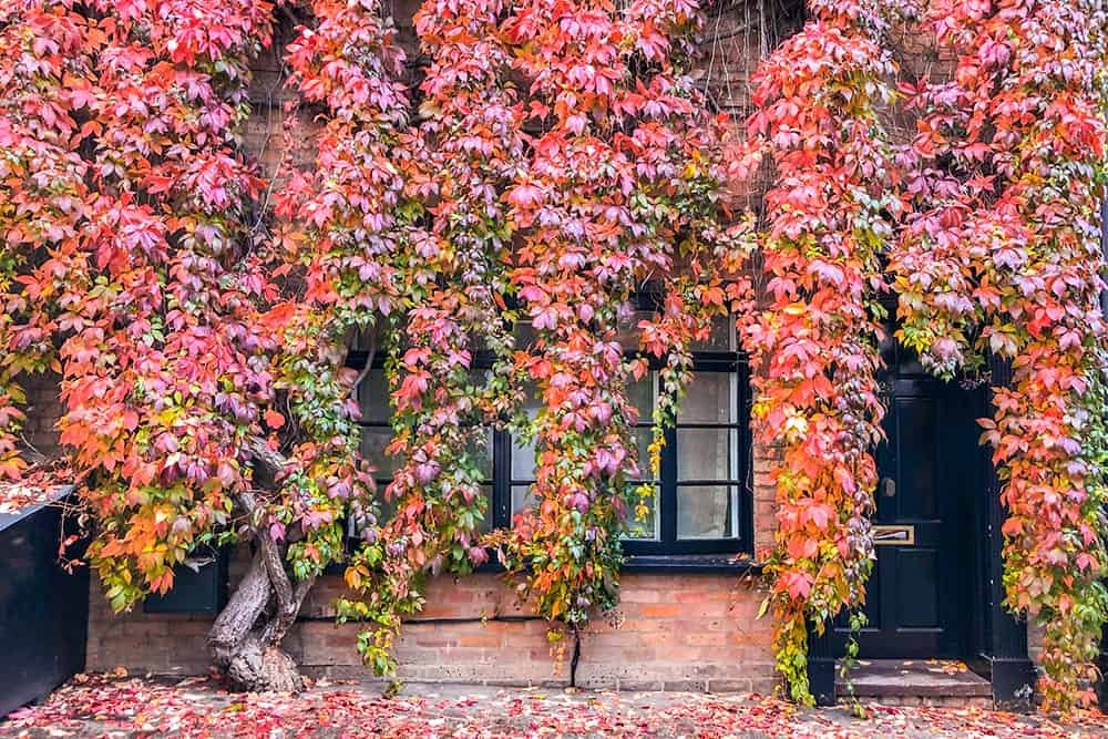 Autumn in London - Where to See Autumn Colours in London - Brogan Abroad