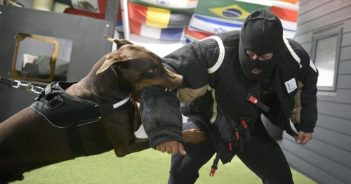 The Yorkshire farm that trains £50,000 security dogs for royals and celebs