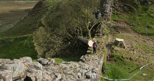 Sycamore Gap tree police arrest man in his 60s as probe into felling of iconic landmark continues