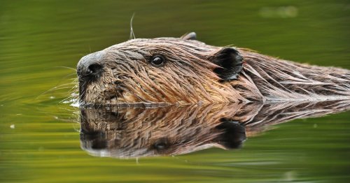 Group hopes to reintroduce beavers to change Surrey's landscape