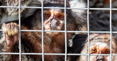 Six monkeys rescued from Huddersfield home