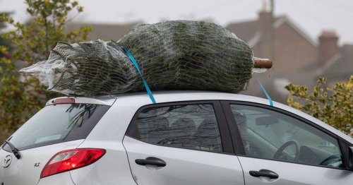 Drivers warned of £5,000 fine for taking Christmas tree home in car