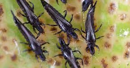 Thunder flies UK - What thunderbugs are, why they are here and do they ...