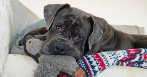 'Gentle giant' Skye given up for adoption as family can't afford surgery