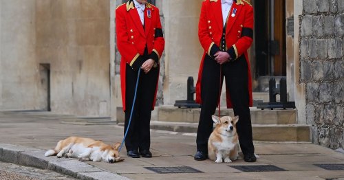 The Queen's beloved corgis were 'by her side on her deathbed'