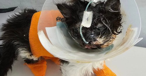 Heartbreak for Meadow the kitten after owner washes her in bleach