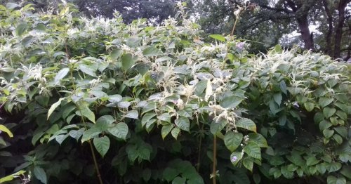 The Japanese Knotweed hotspots across Yorkshire