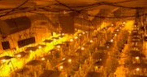 Police bust suspected £1m cannabis factory
