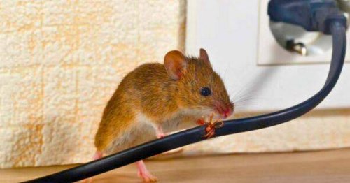 The 23p Aldi kitchen staple to keep rats and mice out of your home