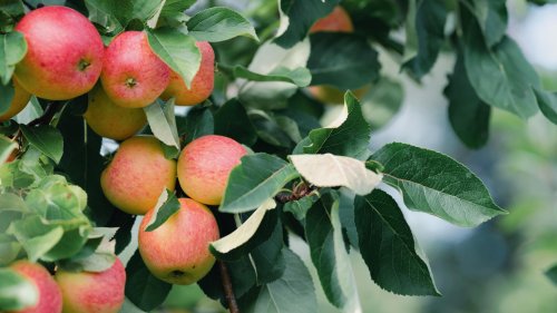 How and when to prune apple trees for bumper crops