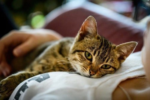 Why Does Your Cat Lie on Your Chest?