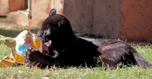 Muere cachorra jaguar en Zoológico de Michoacán