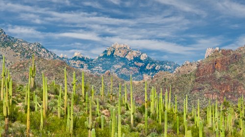 This Arizona National Forest Is An Underrated Outdoor Paradise With Unique 'Sky Islands'