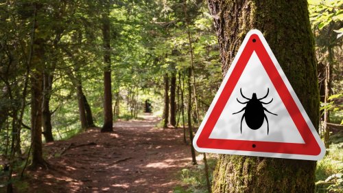 Wear Clothing Of This Color To Avoid Ticks On Your Next Outdoor Adventure