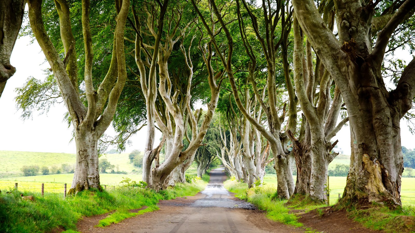 Bregagh Road Is The Most-Photographed Destination In Northern Ireland