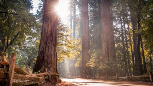 This Hidden Gem California State Park May Be Even Prettier Than The Famous Muir Woods