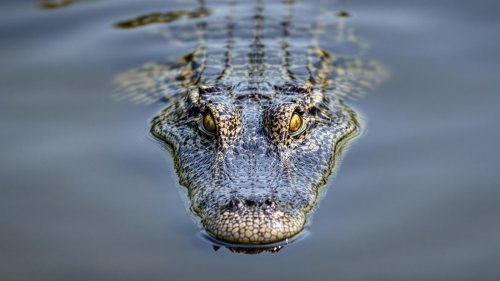 The Disturbing Dangers Of Paddling Florida's Alligator-Infested Waterways