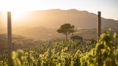 Spain's Underrated Wine Region That Stands Out For Its Old Vines And Unique Flavor