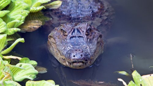 Most Dangerous Gator And Crocodile-Infested Waters In The US