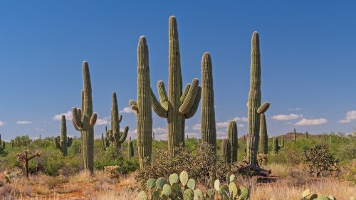 Take A Trip To This Southwest National Park For Views Of The Largest Cacti In America