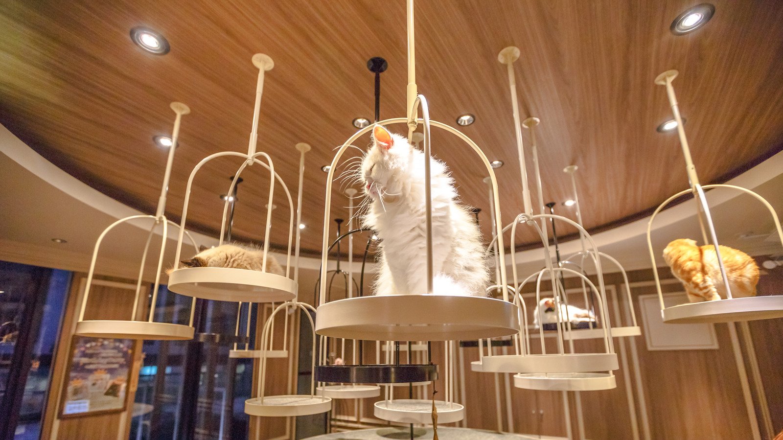 No One Does Cat Cafes Quite Like Tokyo