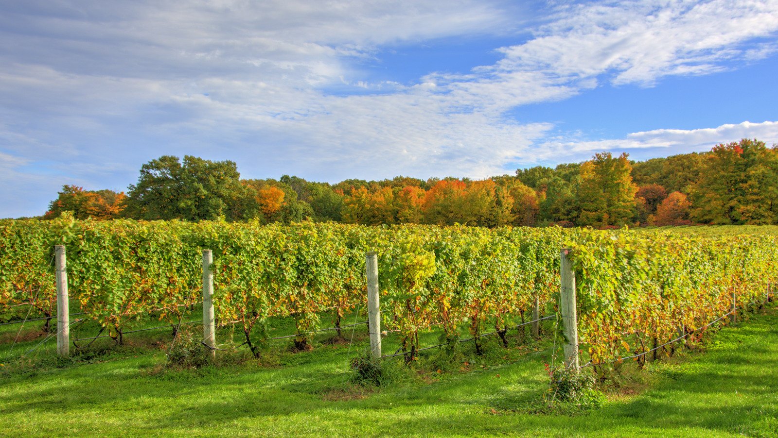 This Midwest Town Is One Of The Best Wine Destinations In The U.S 