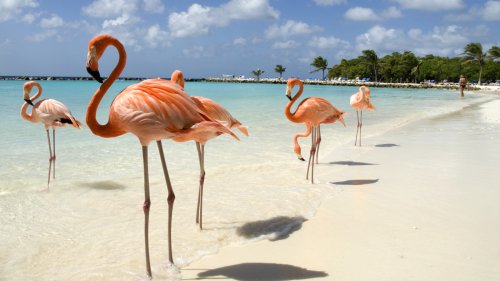 This Popular, Affordable Island Tour Is One Of The Best Rated Caribbean Experiences