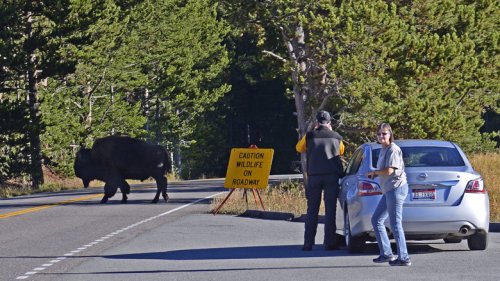 What Should National Park Visitors Do When They See Wildlife In Danger?