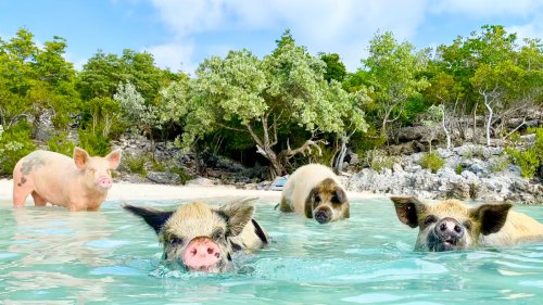 The Unsettling Reasons Why Swimming With Pigs In The Bahamas Can Be Dangerous