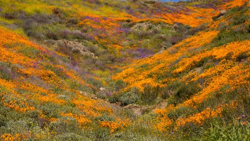 Essential Wildflower-Viewing Etiquette For Visiting California's Popular Superblooms
