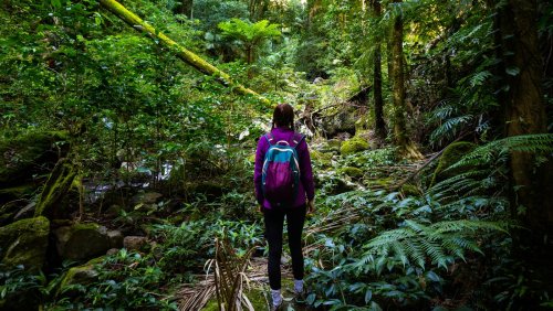 Hike The World's Largest Subtropical Rainforest In Australia