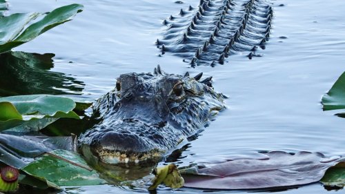 The Best Destinations To Spot Alligators In The Everglades
