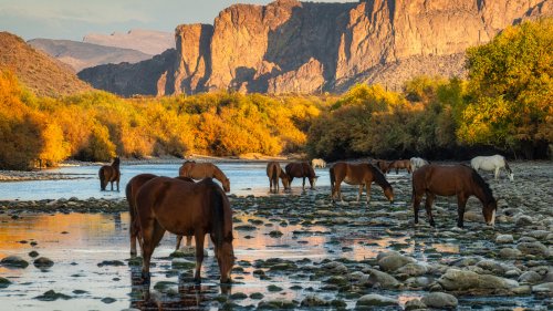 A Paddle Trip Down This Scenic River Is The Best Way To See Arizona's Glorious Wild Horses